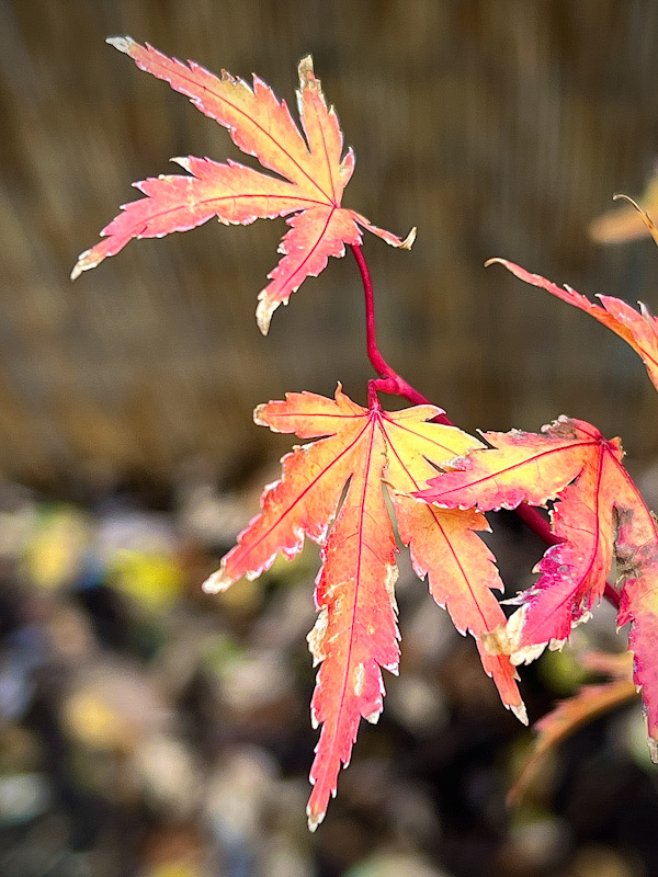 BB013295-CD1F-416A-B598-2D231C1B0674