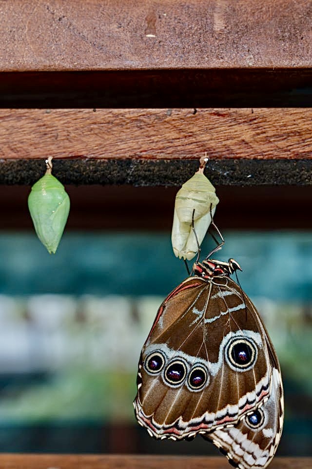 butterfly chrysl newltr edited